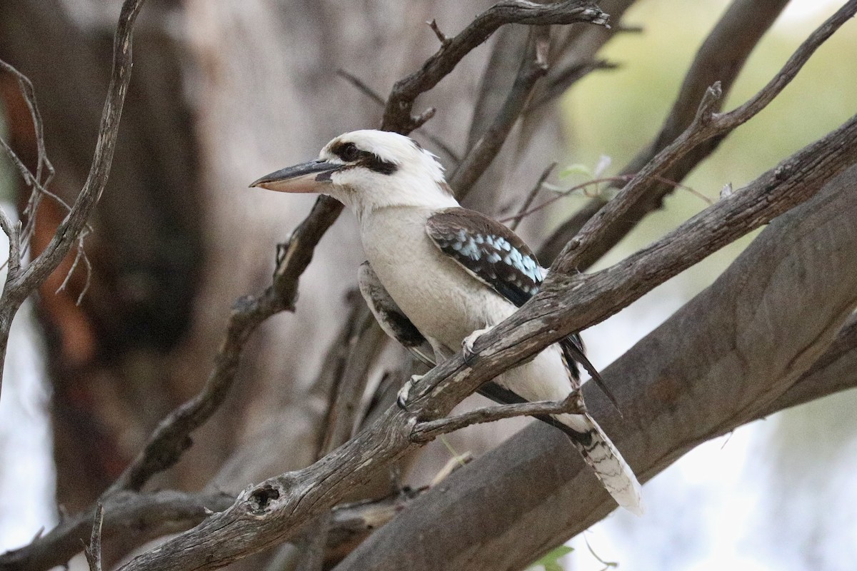 ワライカワセミ - ML646786316