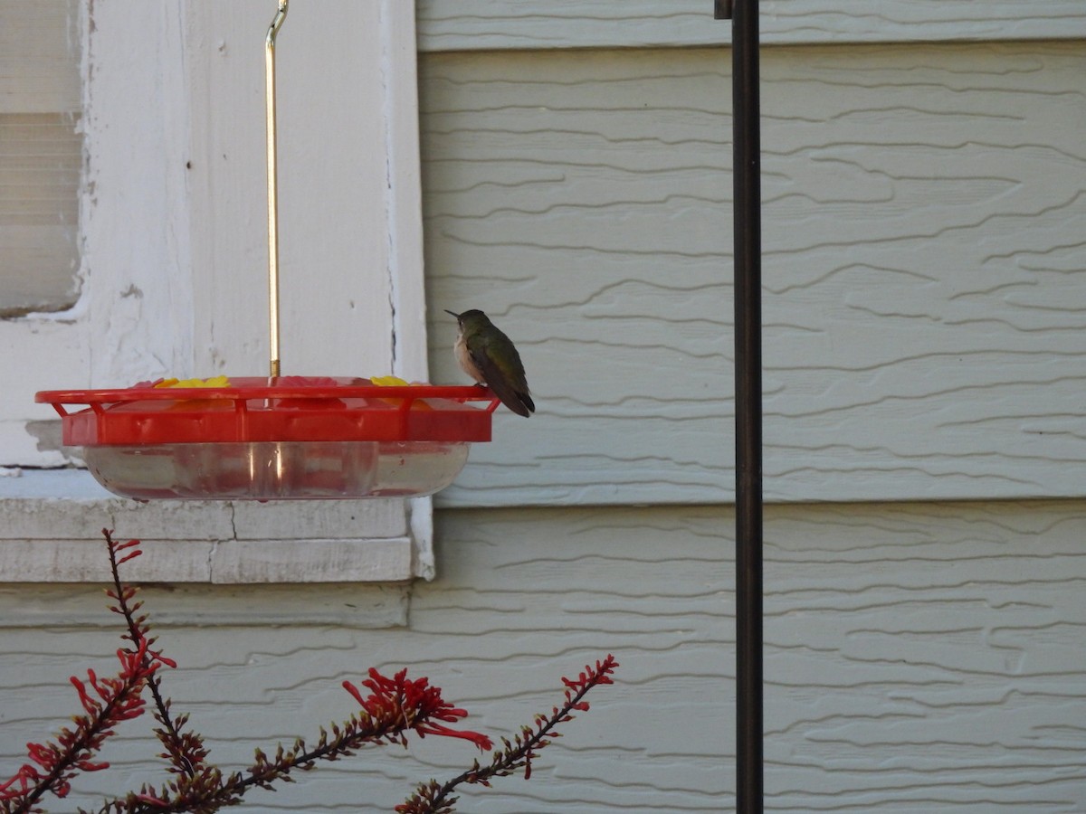 Calliope Hummingbird - ML646786317