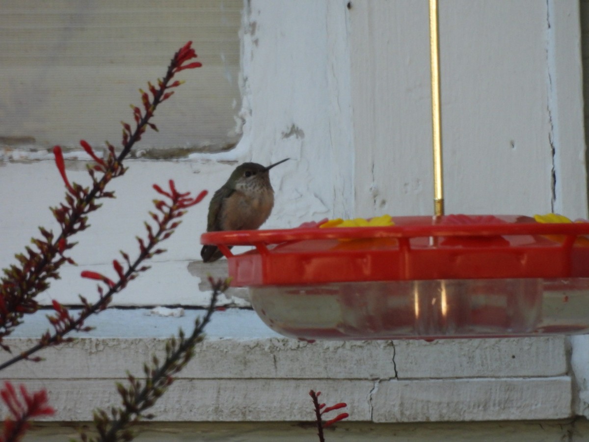 Calliope Hummingbird - ML646786318