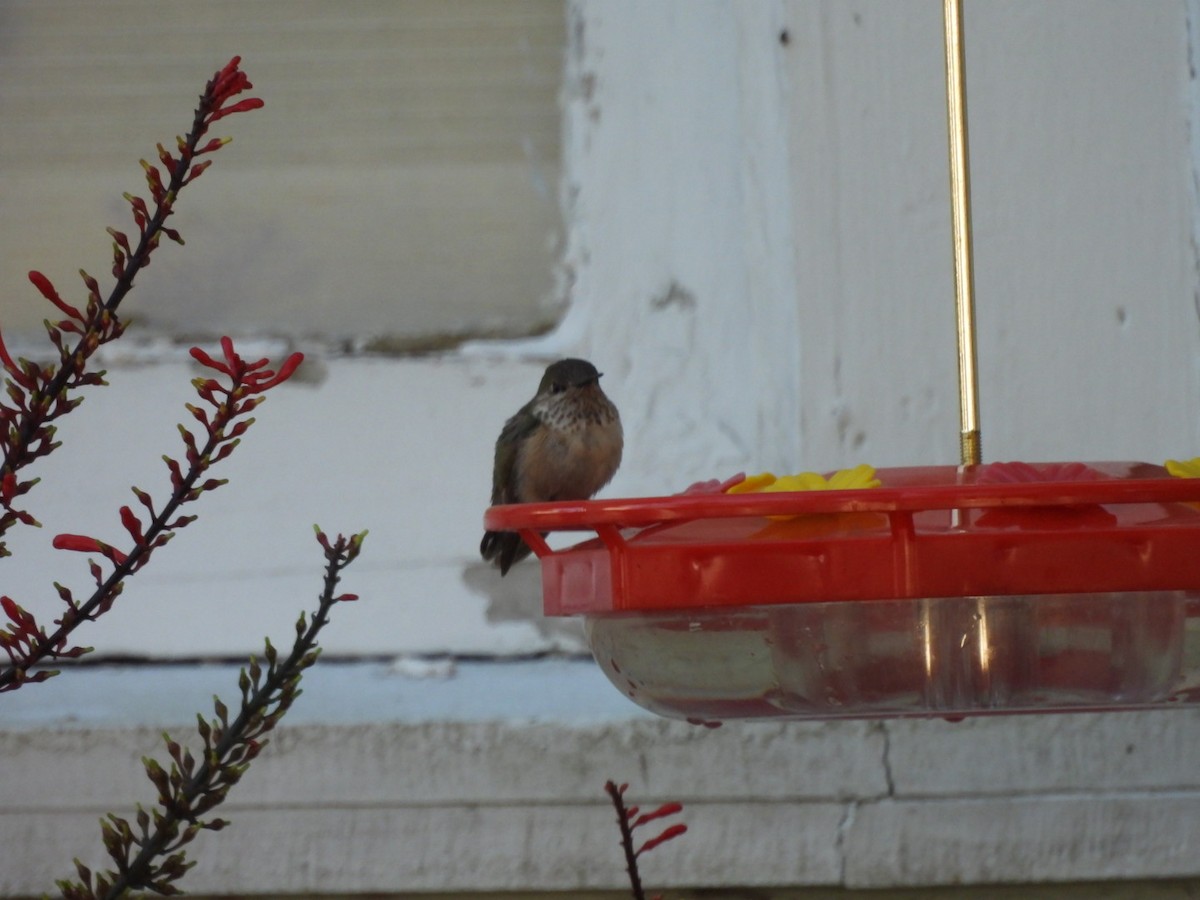 Calliope Hummingbird - ML646786319