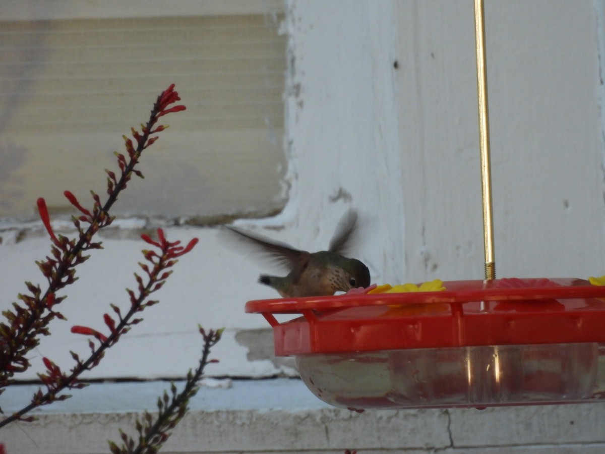 Calliope Hummingbird - ML646786320