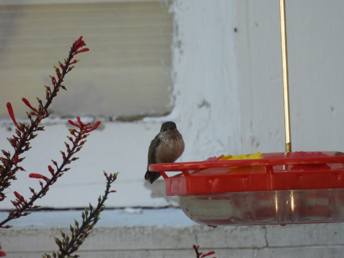 Calliope Hummingbird - ML646786321