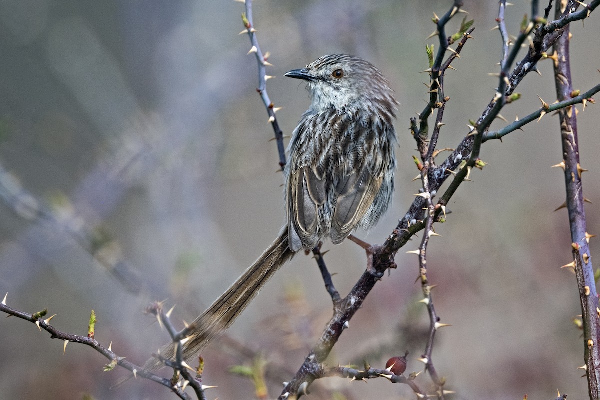 Striped Prinia - ML646786322
