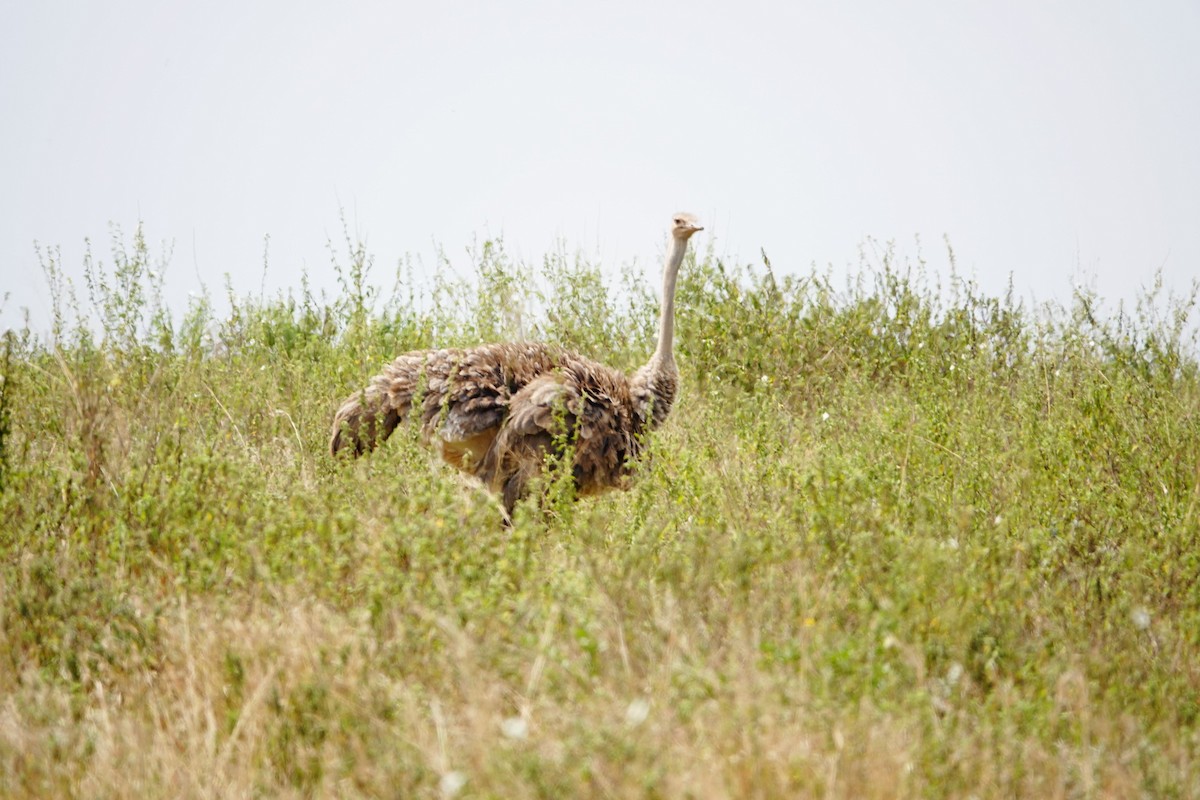 Devekuşu - ML646786323