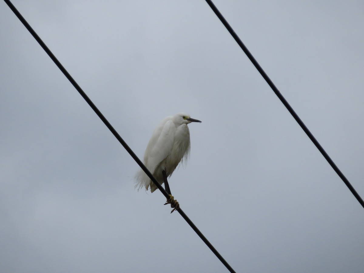 silkehegre - ML646786324