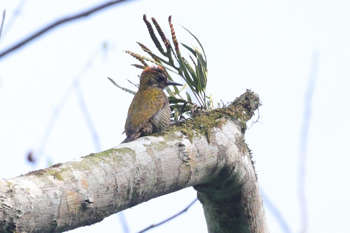 Yellow-eared Woodpecker - ML646786325