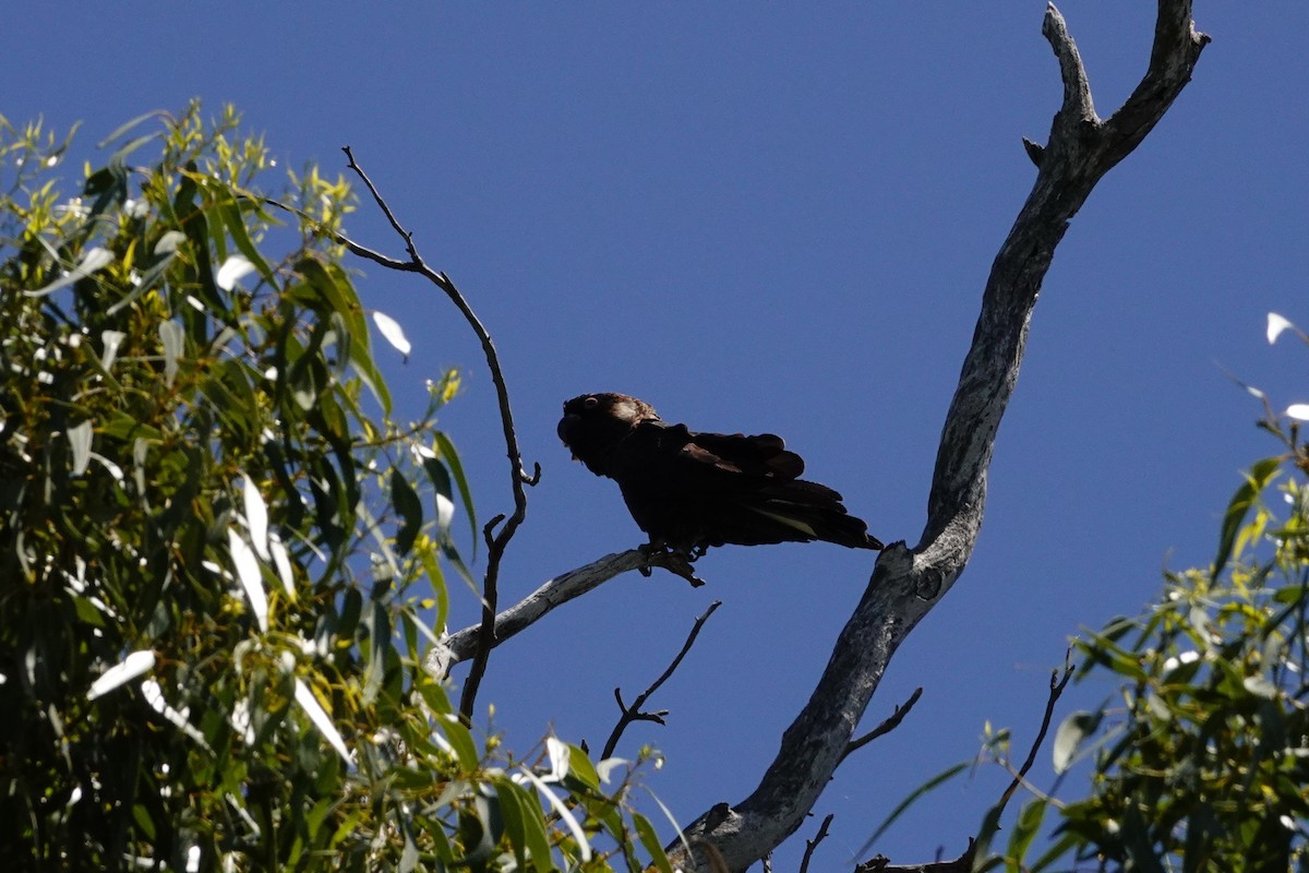 Carnaby's Black-Cockatoo - ML646786326