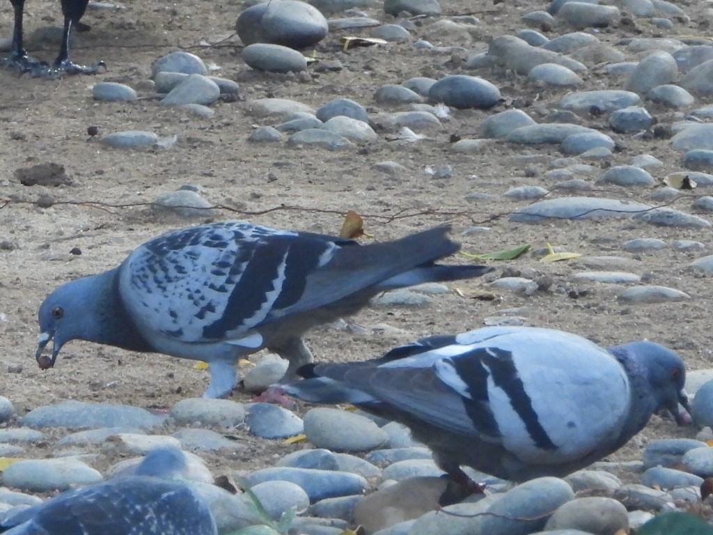 Haitz-usoa (etxekoa) - ML646786327