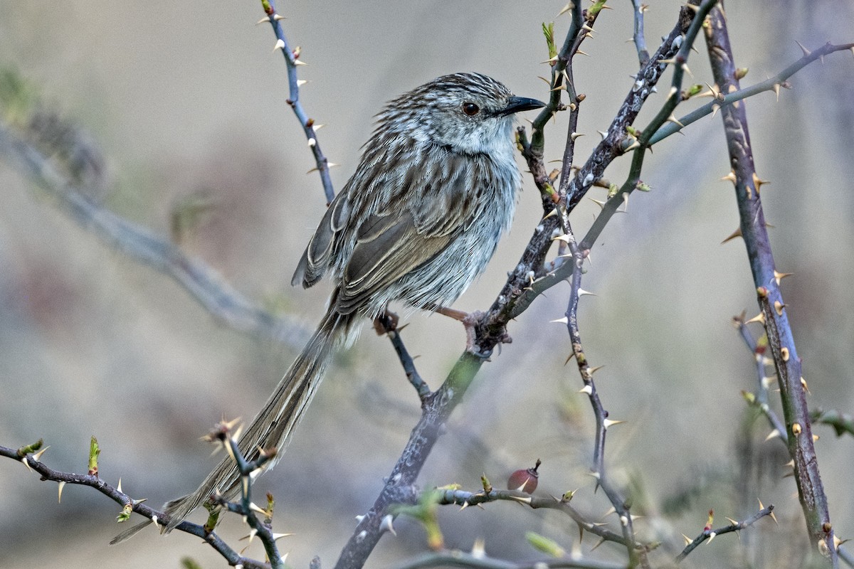 Striped Prinia - ML646786331