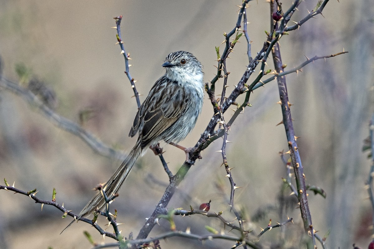 Striped Prinia - ML646786334