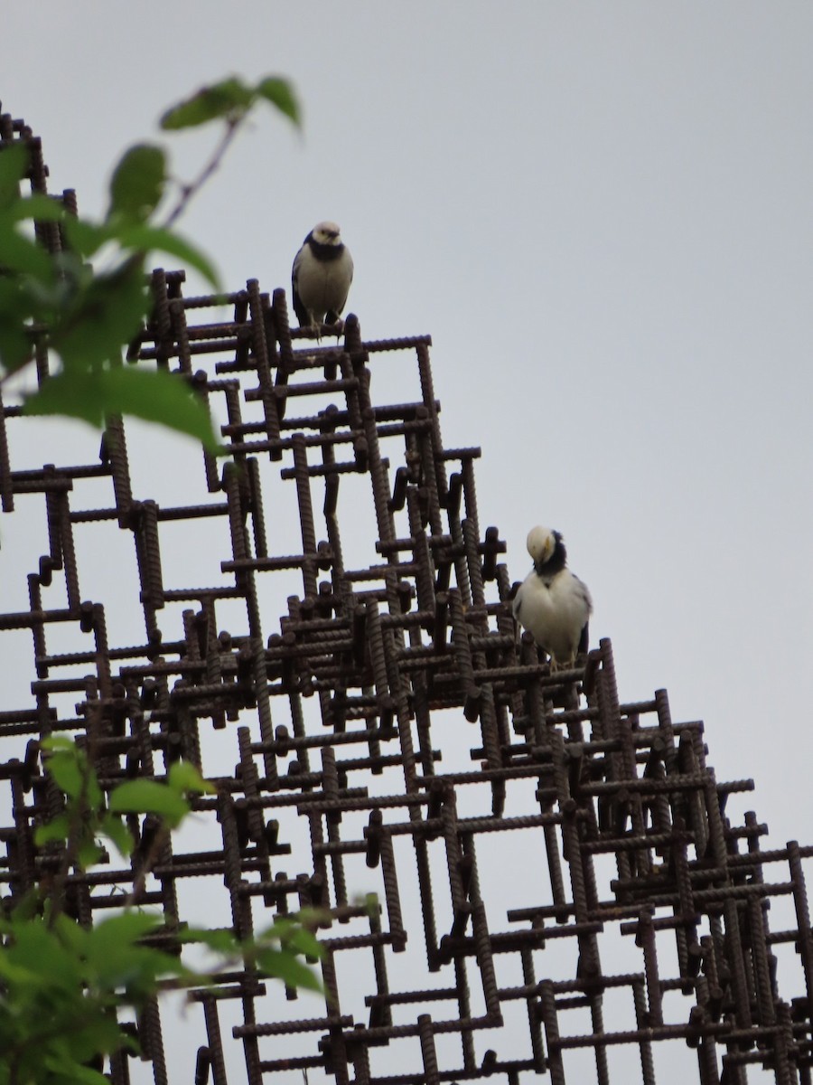 beltestær - ML646786335