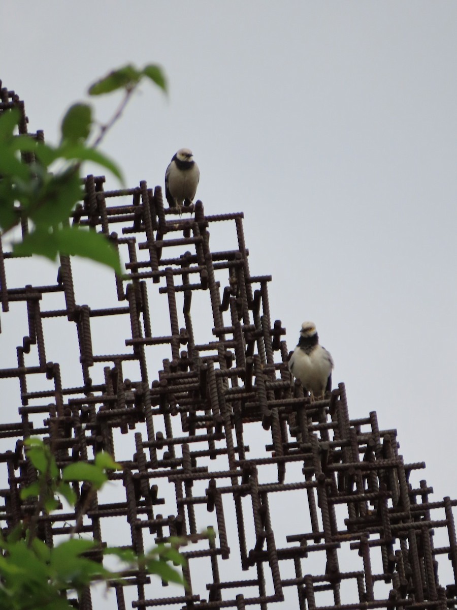 beltestær - ML646786336