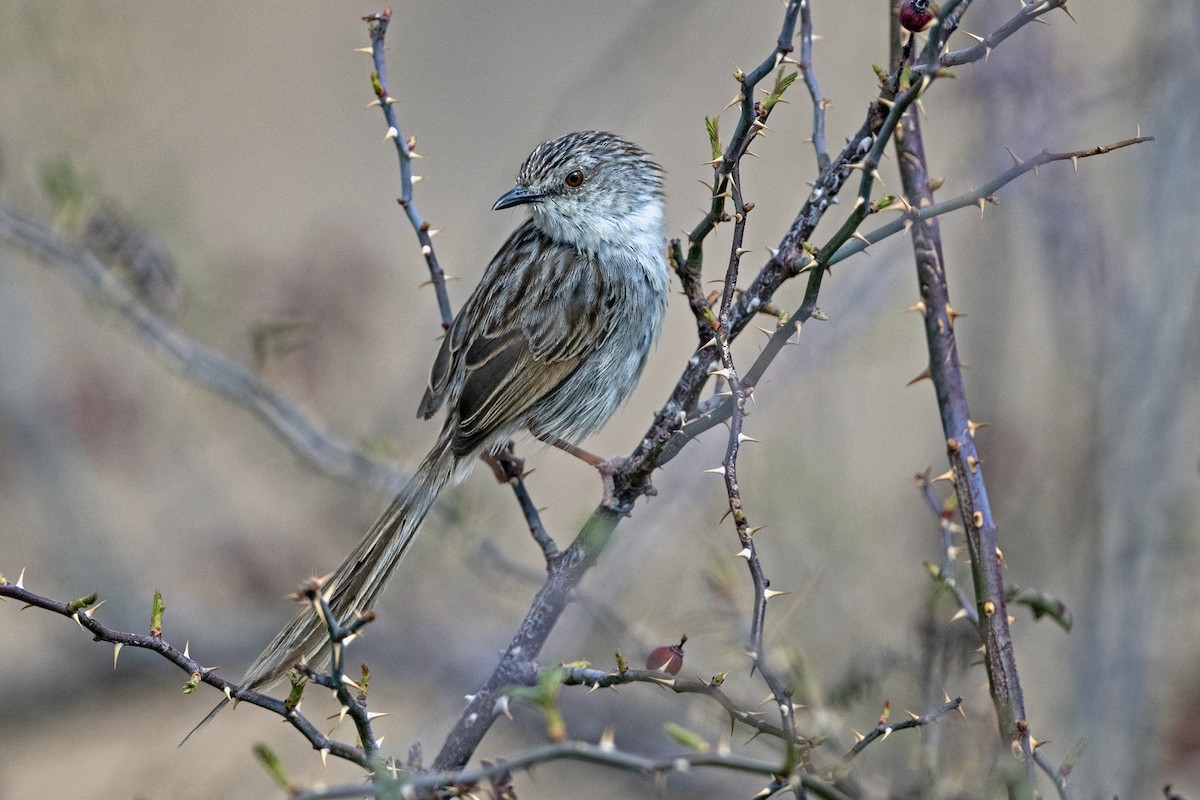 Striped Prinia - ML646786337