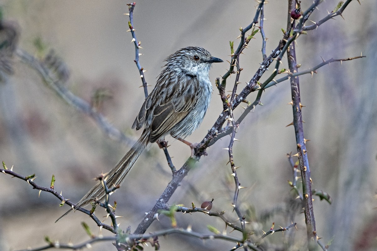Striped Prinia - ML646786339