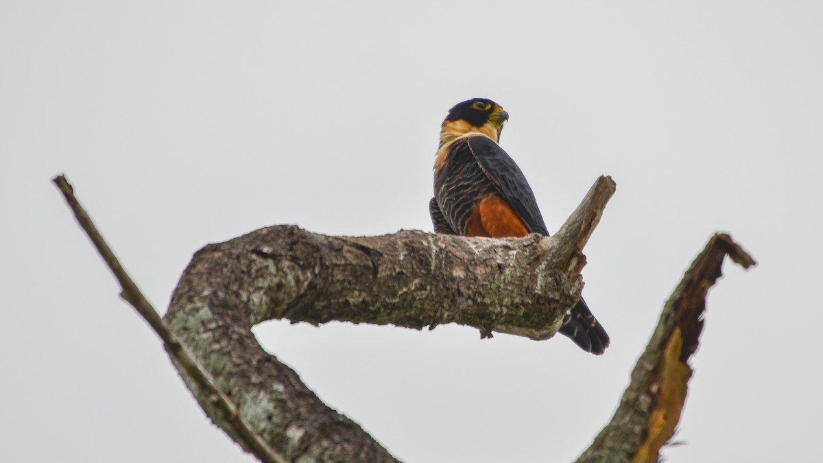 Bat Falcon - ML646786340