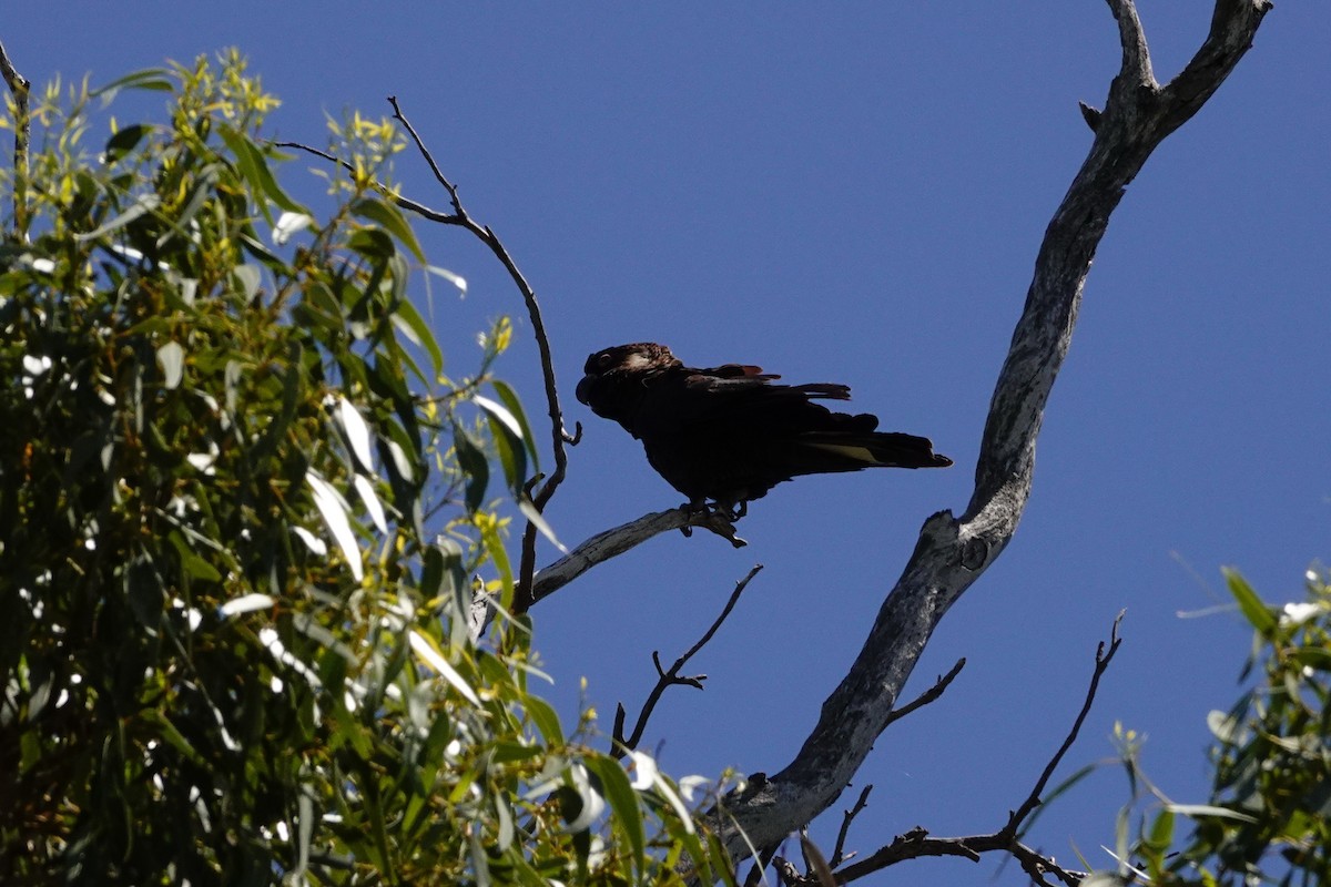 Carnaby's Black-Cockatoo - ML646786341