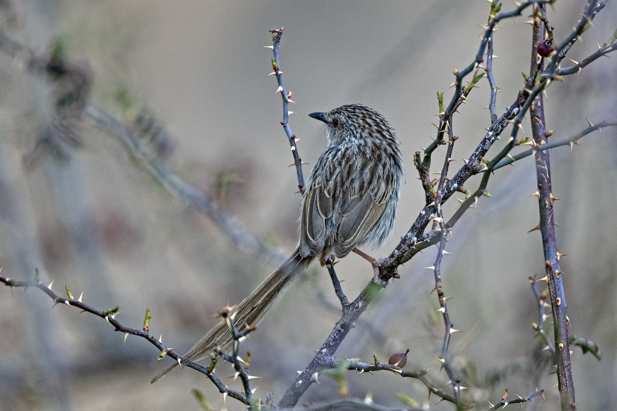 Striped Prinia - ML646786343