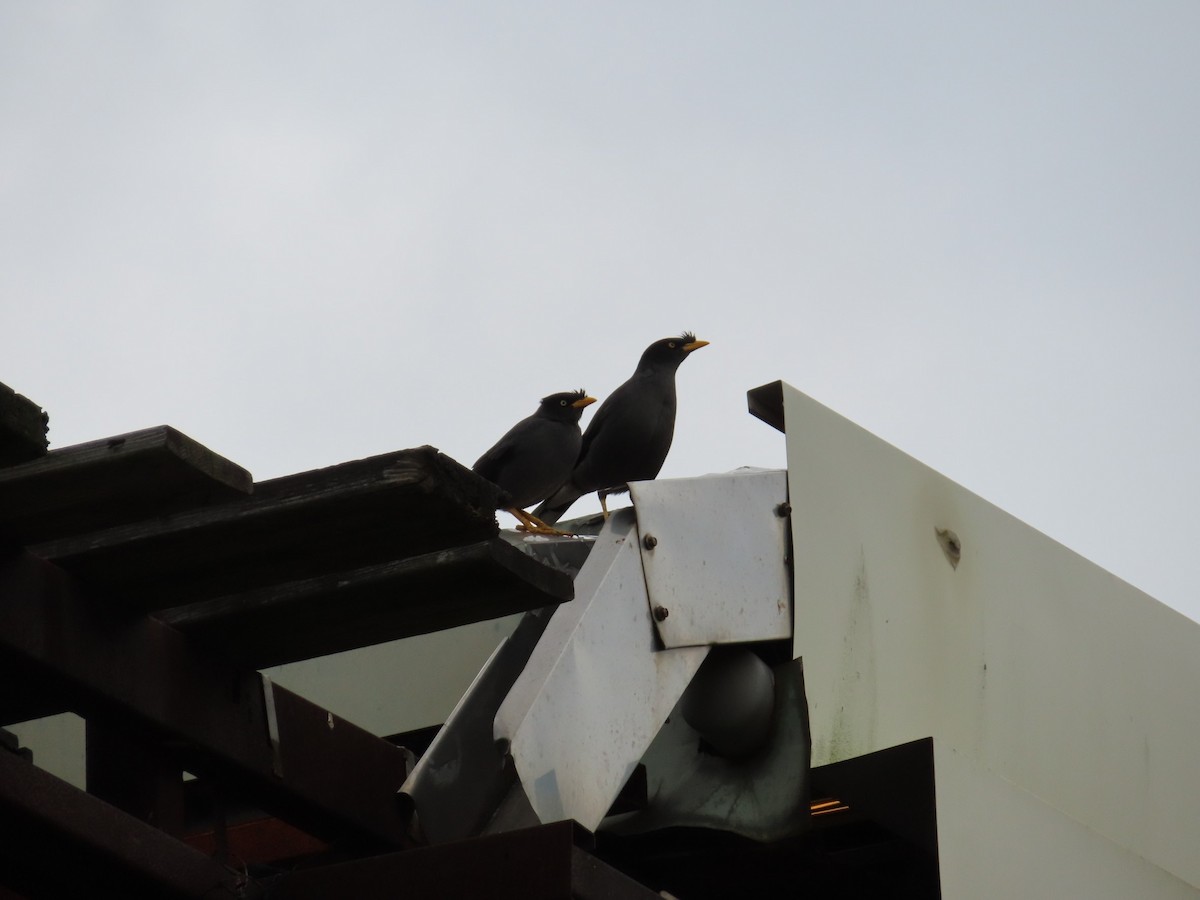 javastær - ML646786351