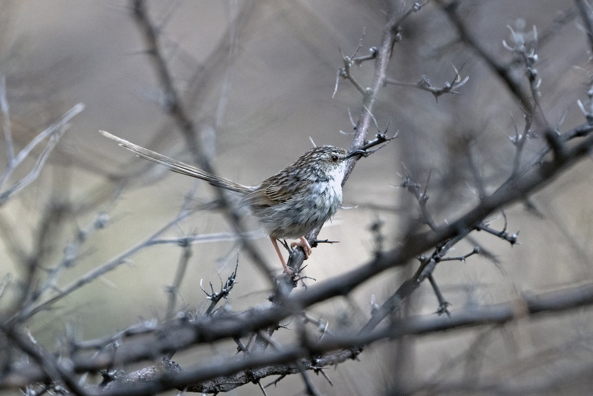 Striped Prinia - ML646786352