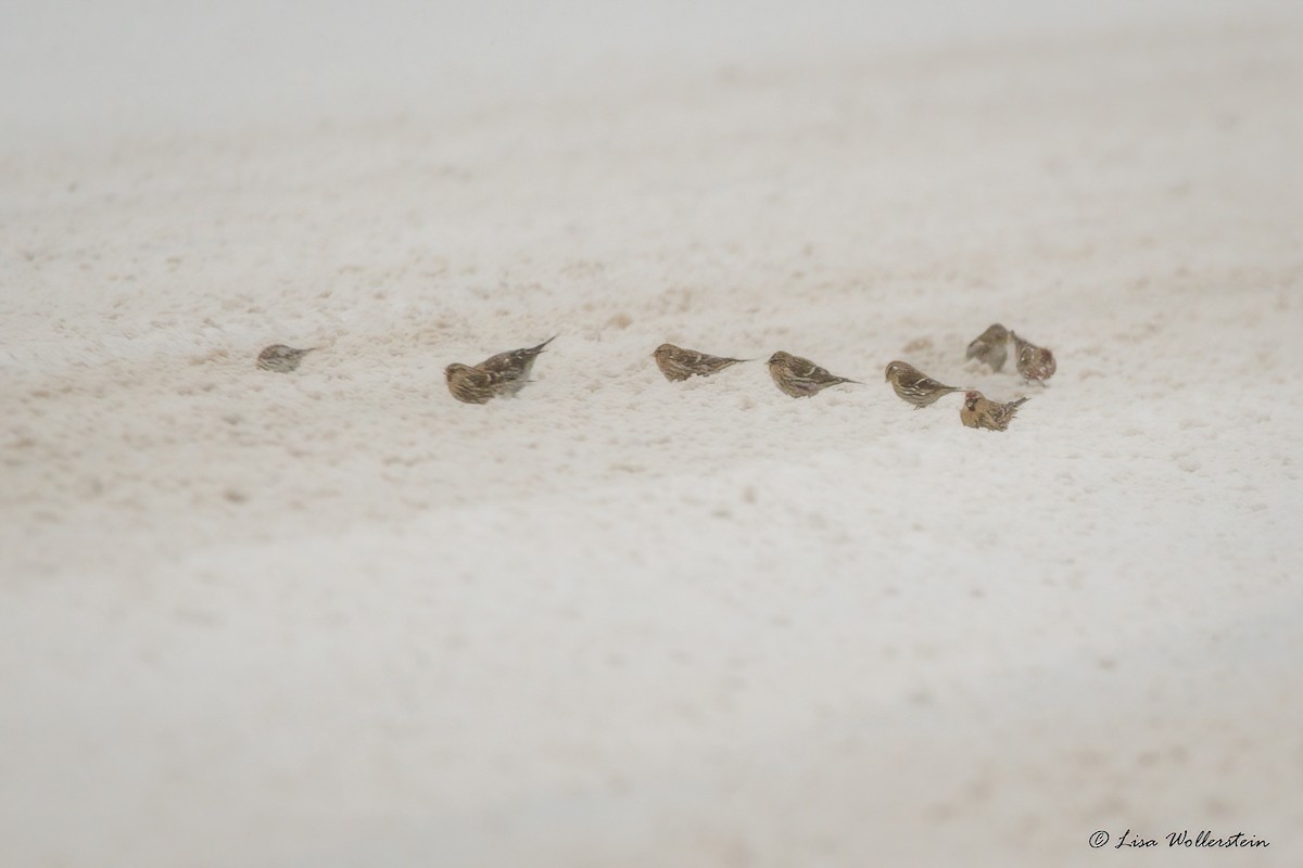 Redpoll - ML646786353