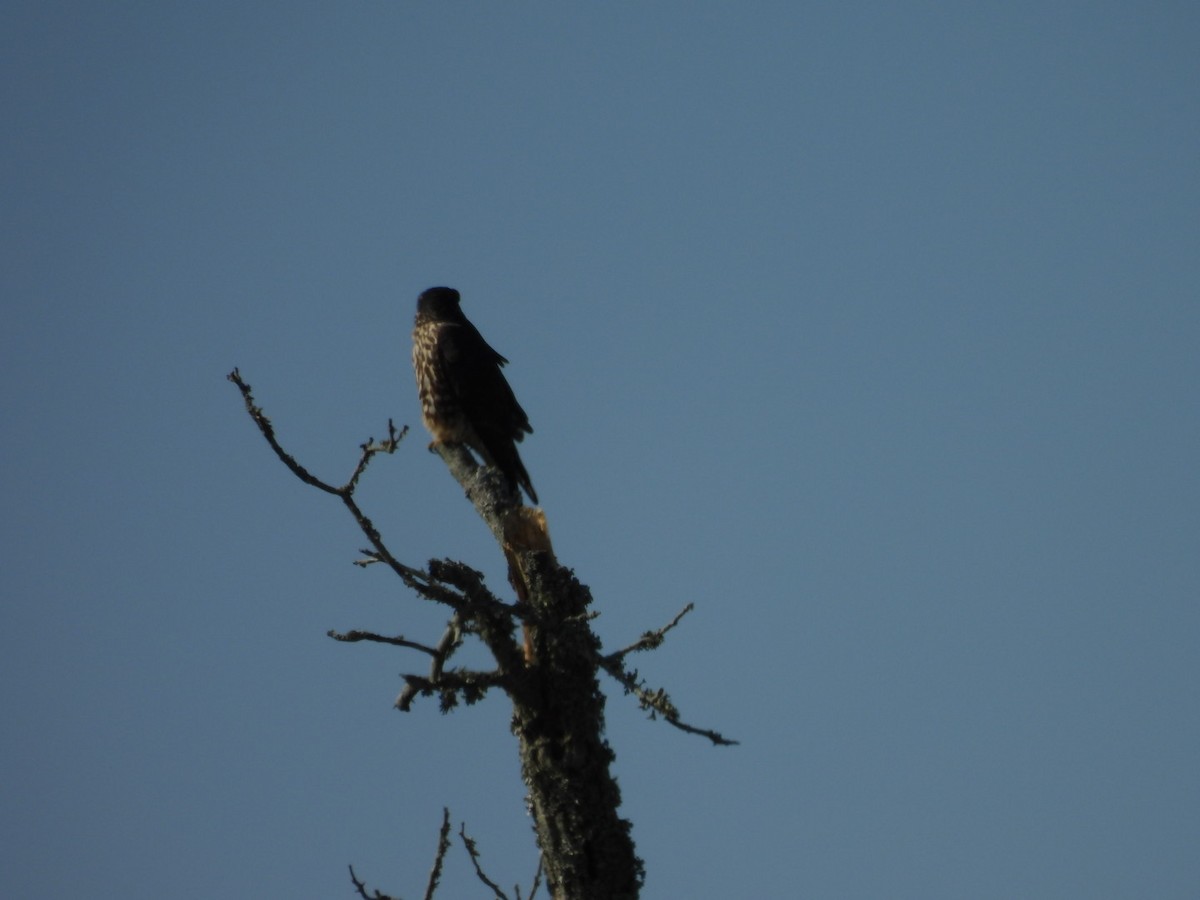 American Kestrel - ML646786354