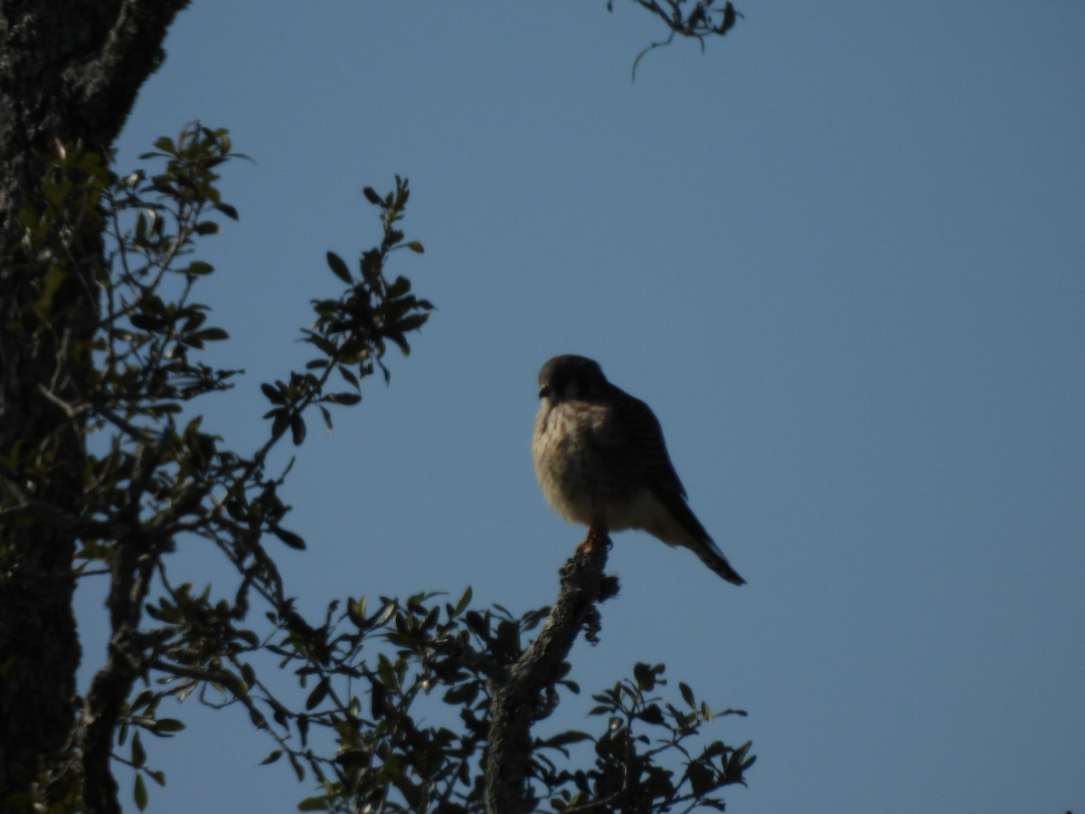 American Kestrel - ML646786355