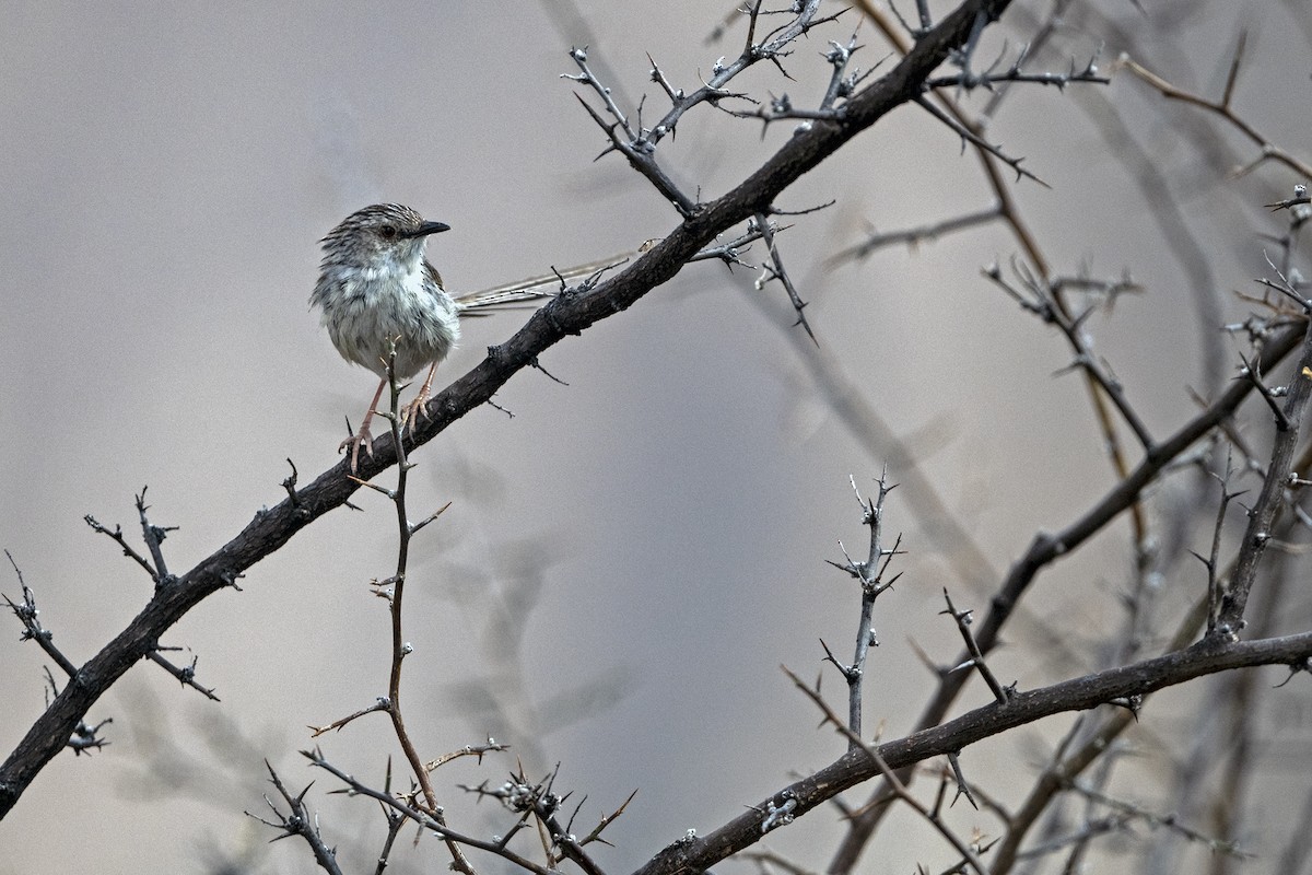 Striped Prinia - ML646786356