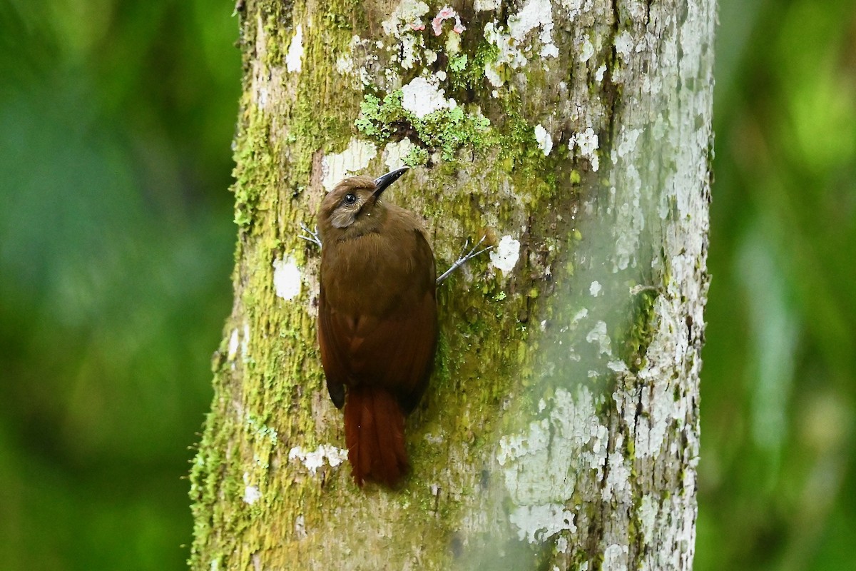 Grimpar enfumé - ML646786357