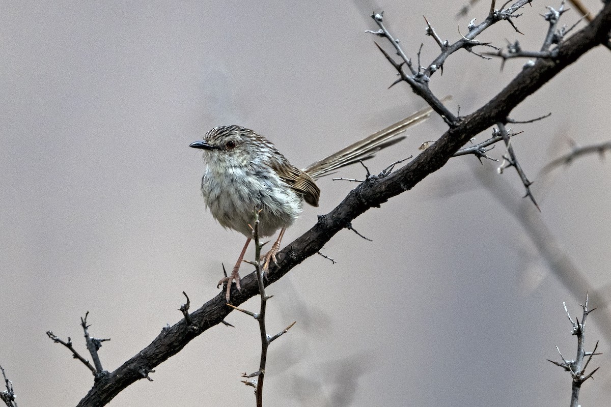 Striped Prinia - ML646786358