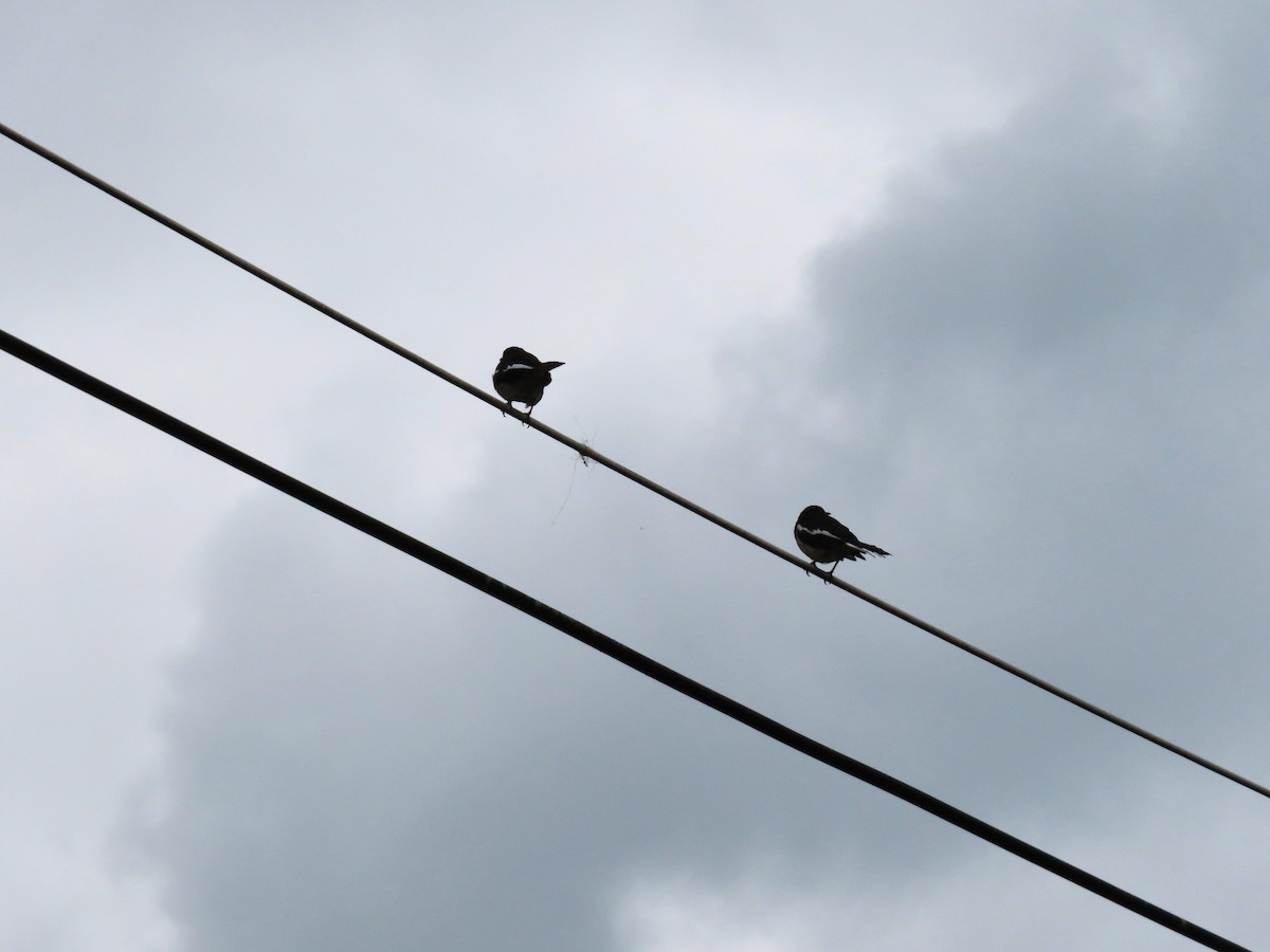 orientskjæreskvett - ML646786359