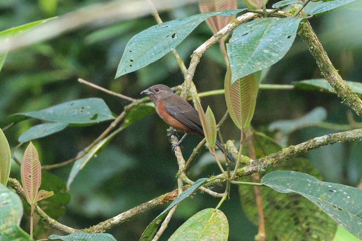 Brazilian Tanager - ML646786366