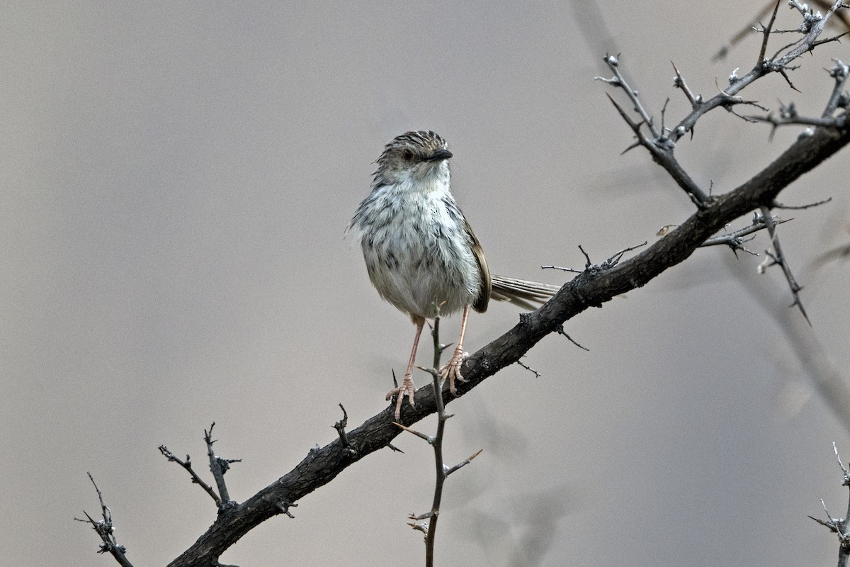 Striped Prinia - ML646786367