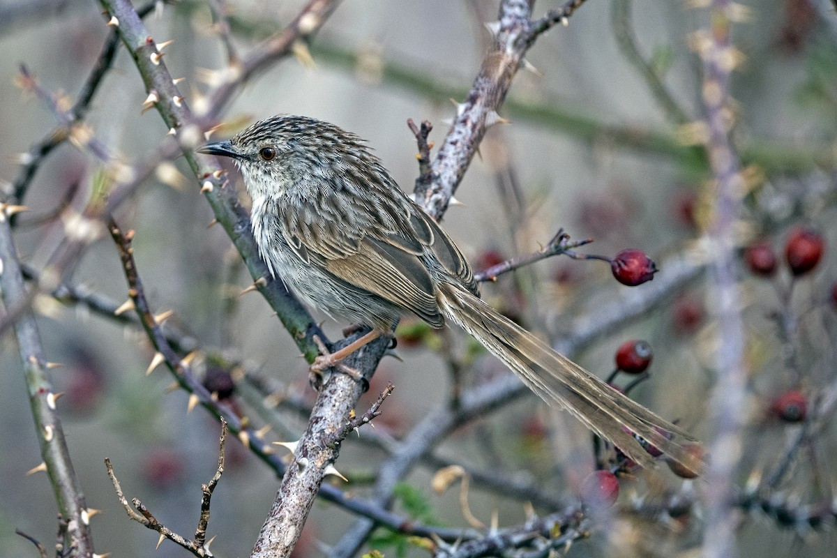 Striped Prinia - ML646786368