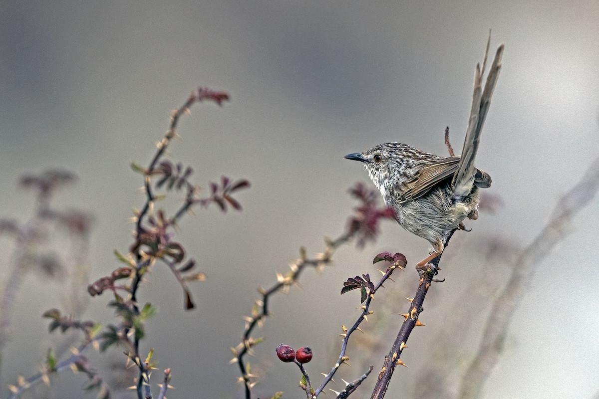 Striped Prinia - ML646786372