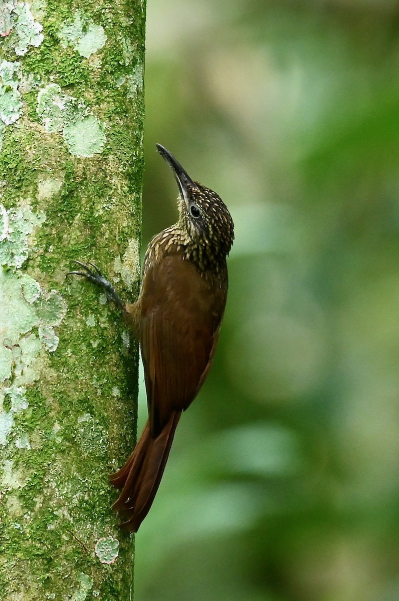 Grimpar cacao - ML646786374