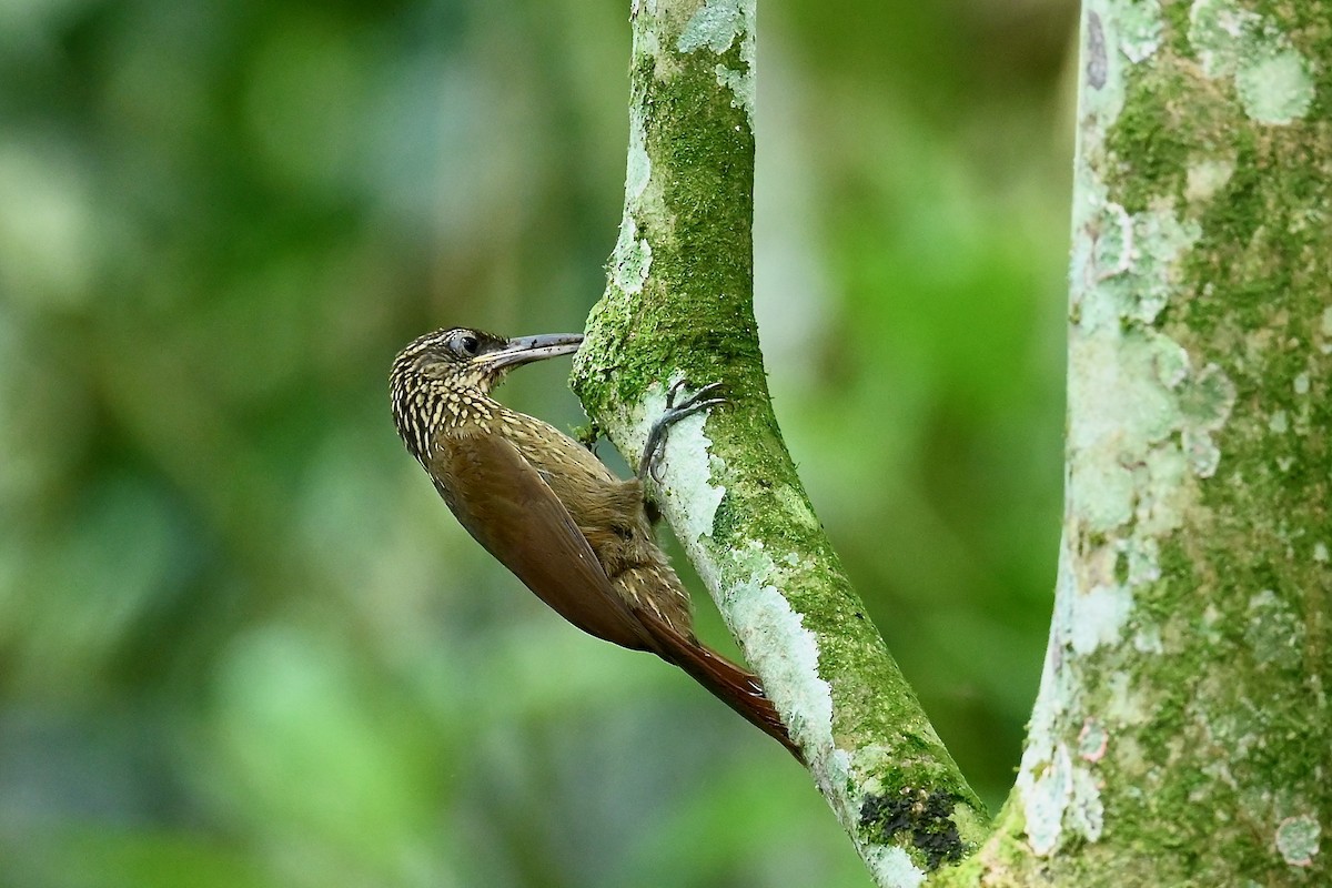 Grimpar cacao - ML646786375