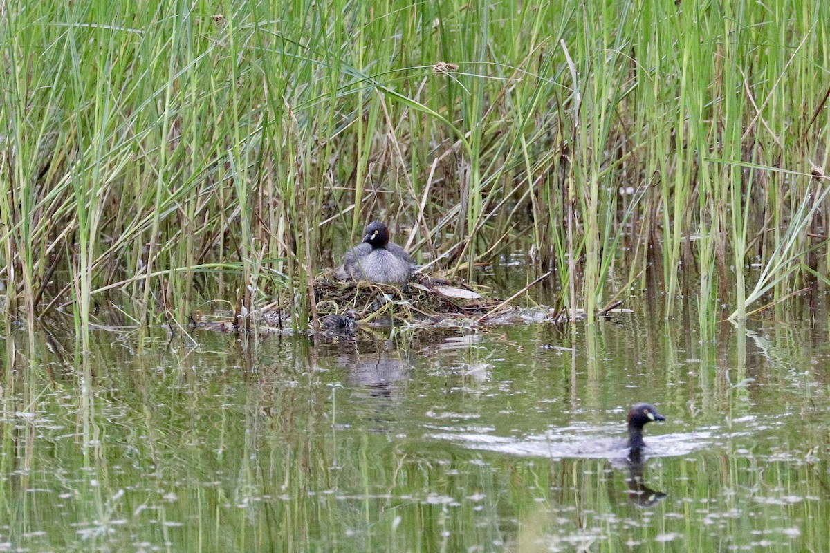 Australasian Grebe - ML646786376