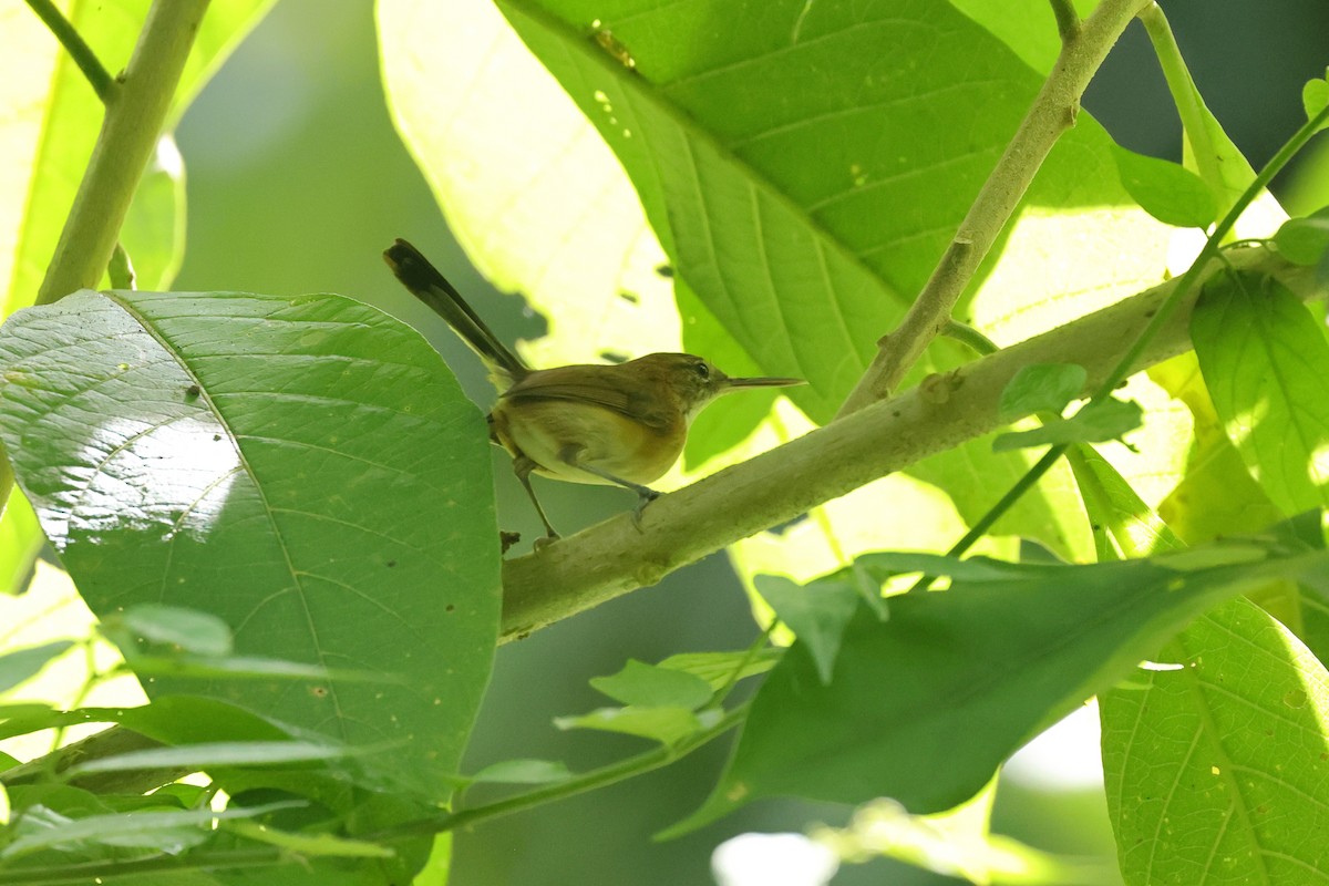 Long-billed Gnatwren - ML646786379