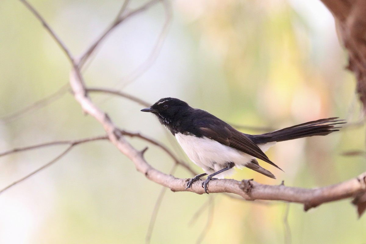 ヨコフリオウギビタキ - ML646786380