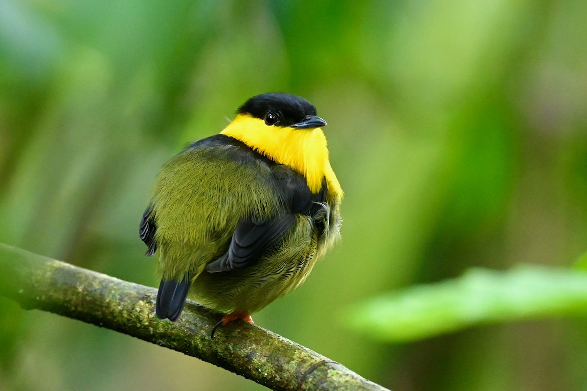 Manakin à col d'or - ML646786381
