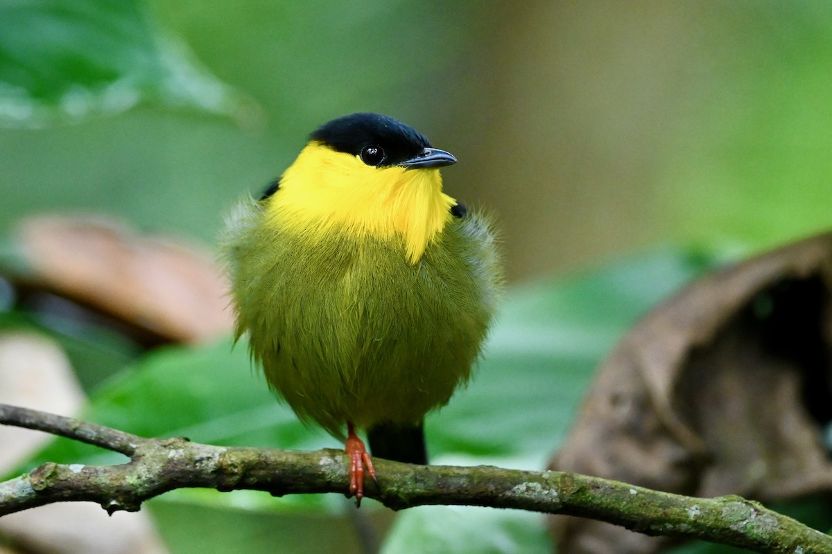 Manakin à col d'or - ML646786382