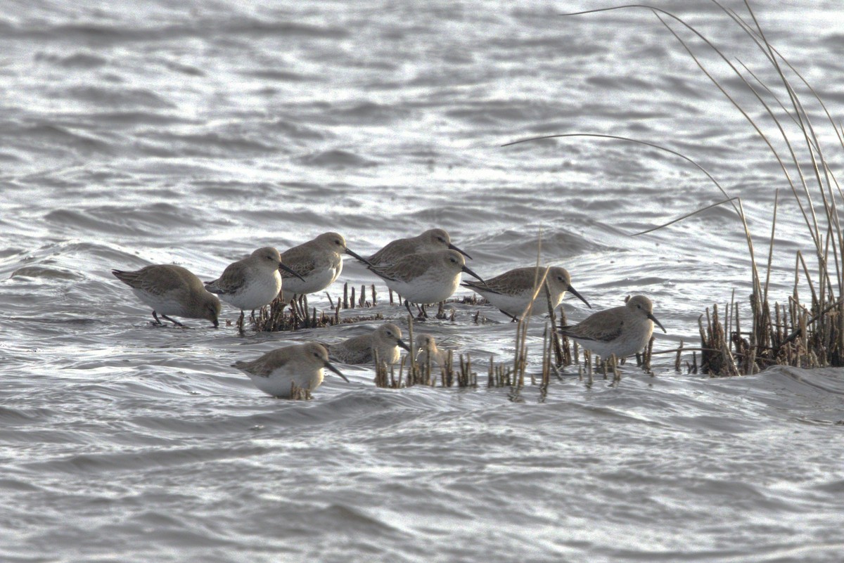 Dunlin - ML646786383