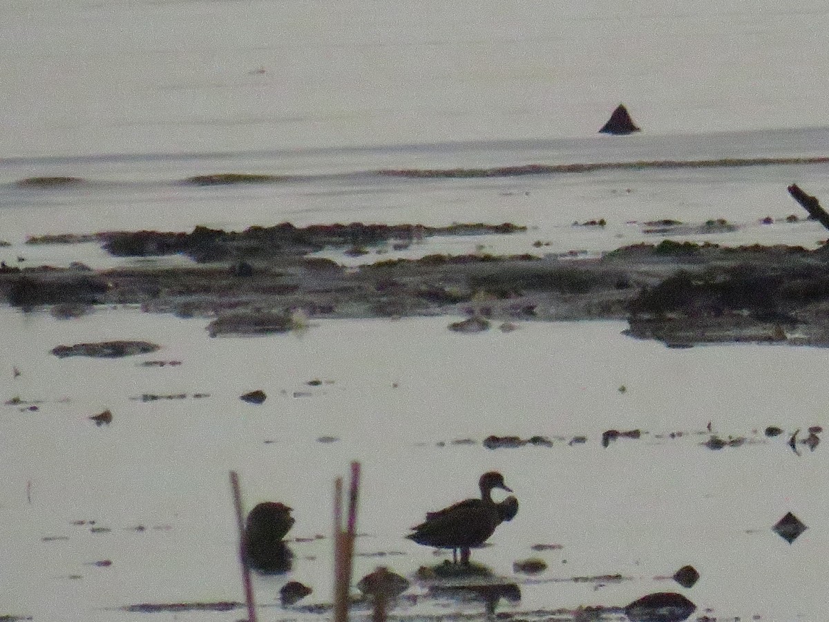 Sunda Teal - ML646786384