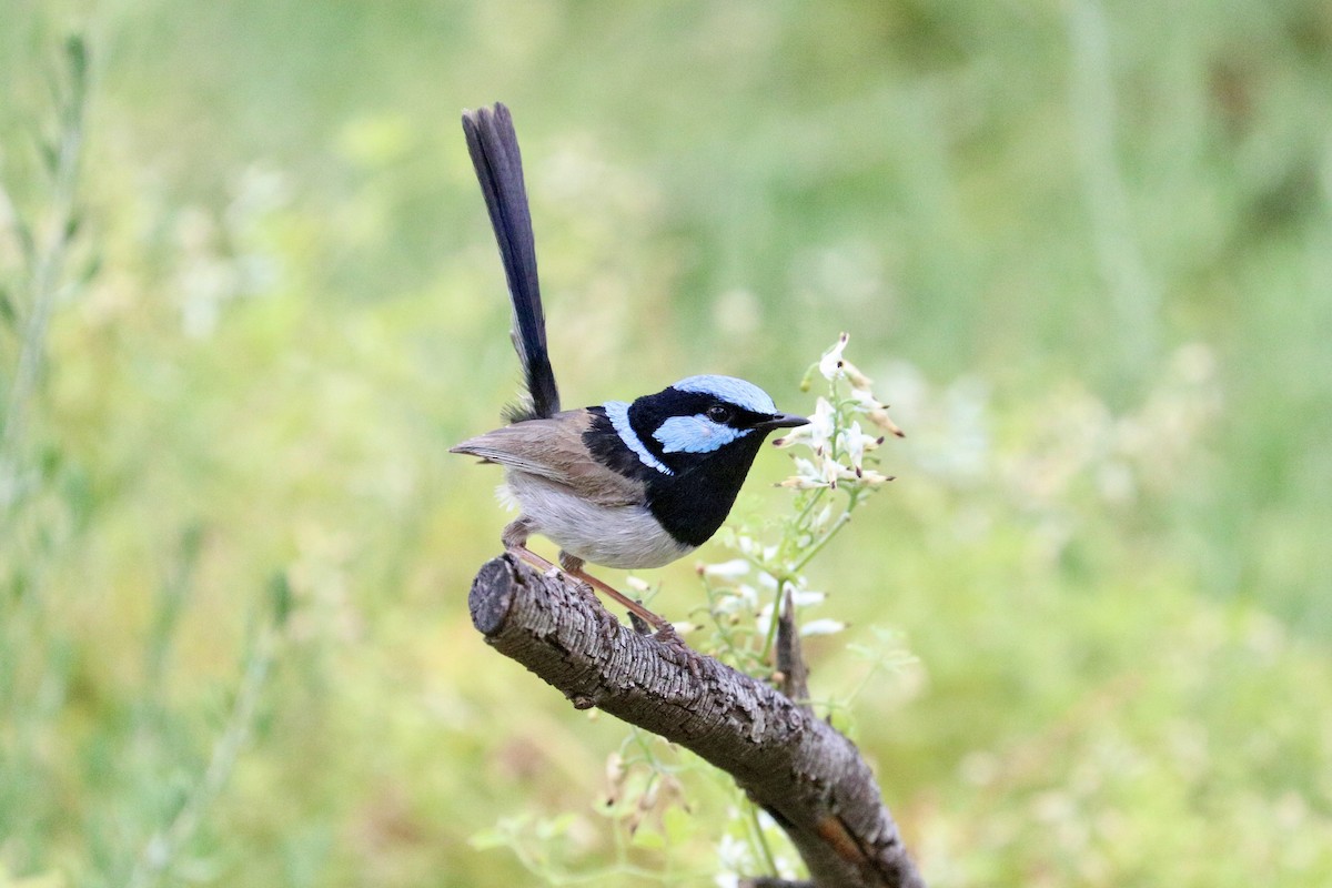 ルリオーストラリアムシクイ - ML646786387