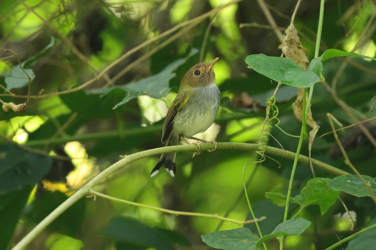 Fork-tailed Pygmy-Tyrant - ML646786390