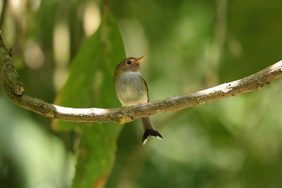 Fork-tailed Pygmy-Tyrant - ML646786391