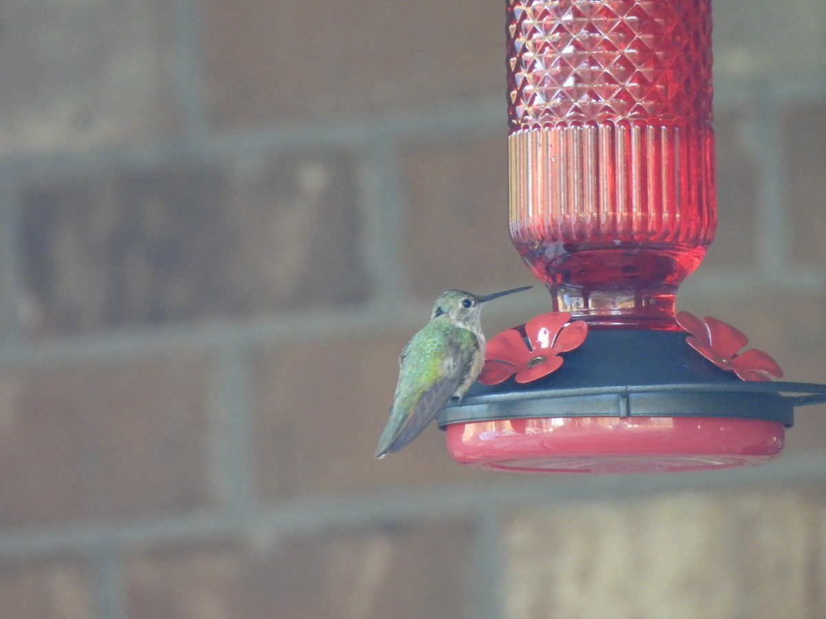 Broad-tailed Hummingbird - ML646786394