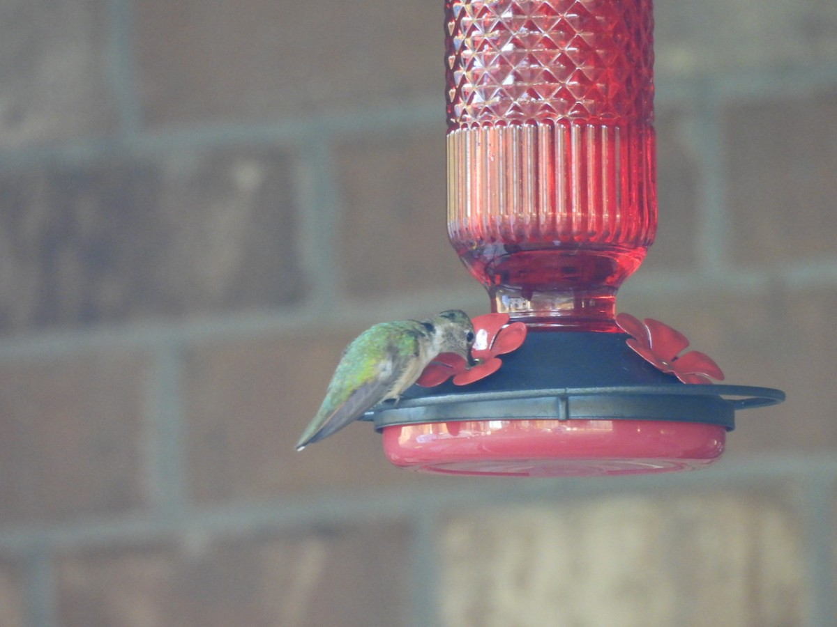 Broad-tailed Hummingbird - ML646786395