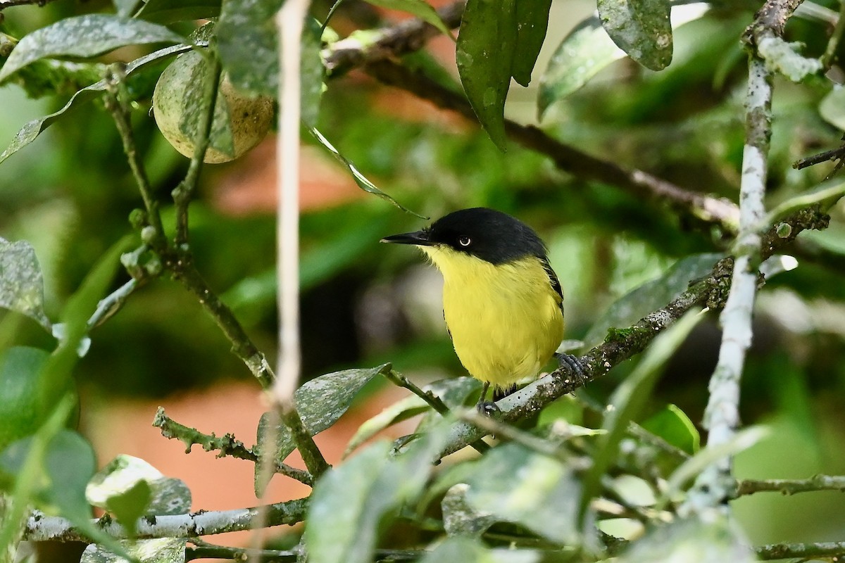 Todirostre familier - ML646786396