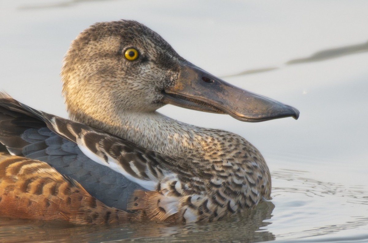 Northern Shoveler - ML646786401